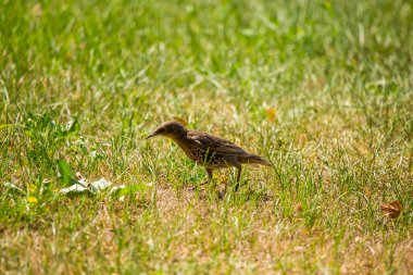 Geçişten önce çim besleme bir güzel, kahverengi ortak starling erkek. Letonya, Kuzey Avrupa parkında Yetişkin kuş.