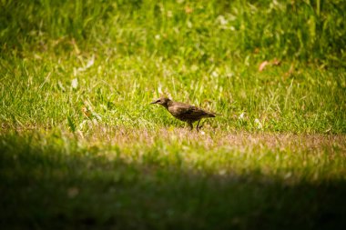 Geçişten önce çim besleme bir güzel, kahverengi ortak starling erkek. Letonya, Kuzey Avrupa parkında Yetişkin kuş.