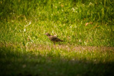 Geçişten önce çim besleme bir güzel, kahverengi ortak starling erkek. Letonya, Kuzey Avrupa parkında Yetişkin kuş.