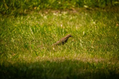 Geçişten önce çim besleme bir güzel, kahverengi ortak starling erkek. Letonya, Kuzey Avrupa parkında Yetişkin kuş.