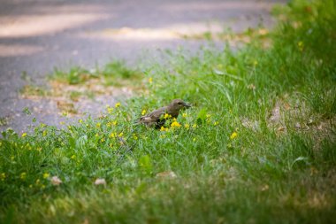 Geçişten önce çim besleme bir güzel, kahverengi ortak starling erkek. Letonya, Kuzey Avrupa parkında Yetişkin kuş.