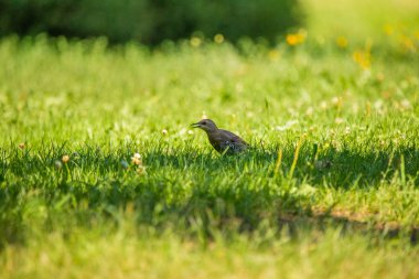 Geçişten önce çim besleme bir güzel, kahverengi ortak starling erkek. Letonya, Kuzey Avrupa parkında Yetişkin kuş.