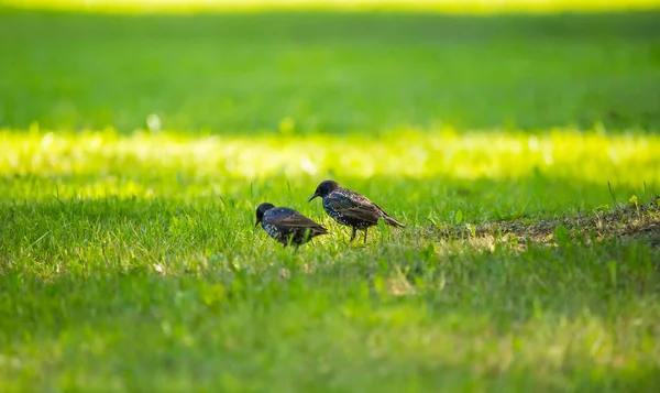 Hermoso Adurl Estornino Común Alimentándose Hierba Antes Migración Sturnus Vulgaris —  Fotos de Stock