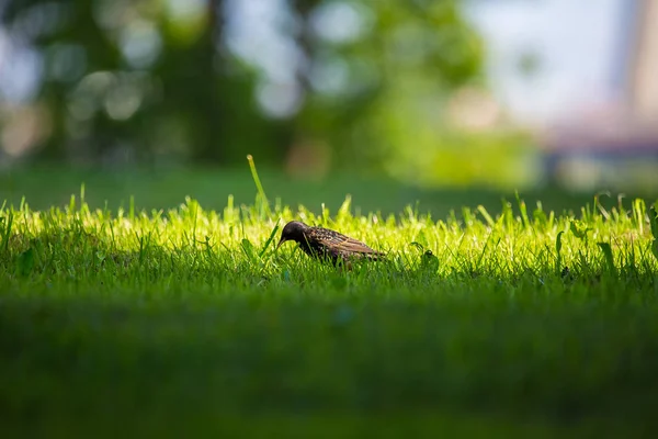 Ein Wunderschöner Stare Der Sich Vor Der Migration Gras Ernährt — Stockfoto