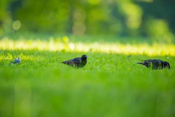 Vacker Adurl Gemensamma Starling Utfodring Gräset Före Migreringen Sturnus Vulgaris — Stockfoto