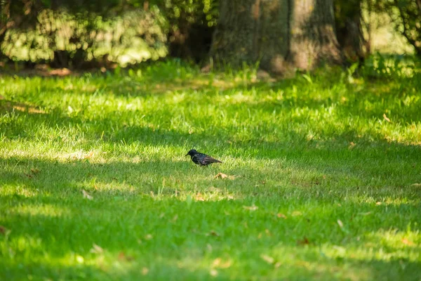 Geçişten önce çim besleme güzel adurl ortak starling. Sturnus vulgaris. Yetişkin kuş Parkı Letonya, Kuzey Avrupa'nda. Sığ derinlik-in tarla.