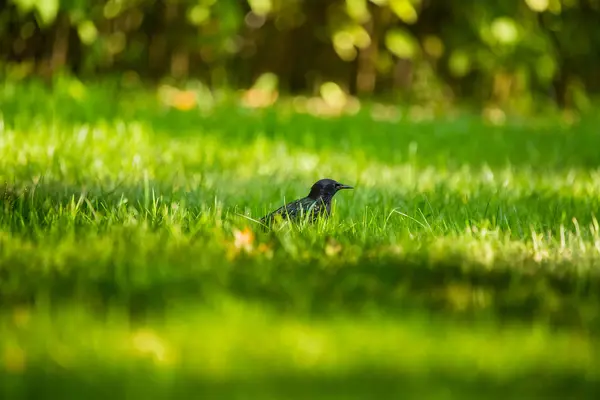 Belo Adurl Comum Starling Alimentação Grama Antes Migração Sturnus Vulgaris — Fotografia de Stock