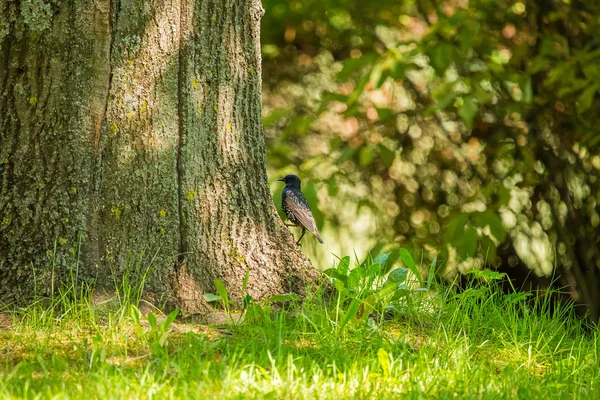 移行前に草で美しい Adurl 一般的なムクドリ 托卵尋常性 ラトビア 北ヨーロッパの公園で大人の鳥 浅い被写し界深度 — ストック写真