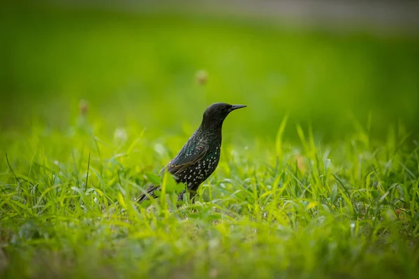 Hermoso Adurl Estornino Común Alimentándose Hierba Antes Migración Sturnus Vulgaris —  Fotos de Stock