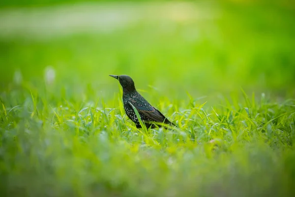 Piękne Adurl Szpak Wspólne Karmienie Trawie Przed Migracją Sturnus Vulgaris — Zdjęcie stockowe