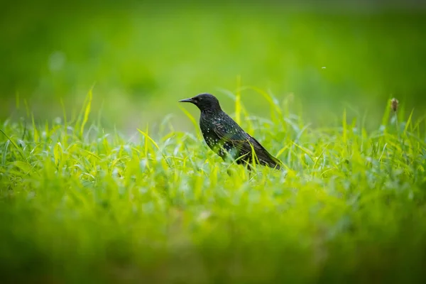 Hermoso Adurl Estornino Común Alimentándose Hierba Antes Migración Sturnus Vulgaris — Foto de Stock