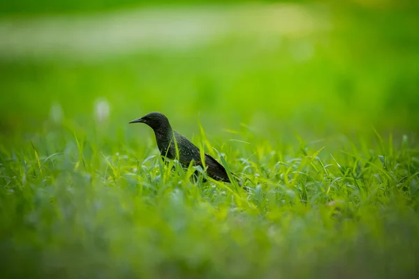 一个美丽的 Adurl 常见的八哥在迁徙前在草丛中觅食 Sturnus 在拉脱维亚 北欧的公园里的成年鸟 场浅景深 — 图库照片