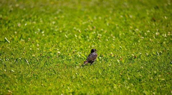 Vacker Adurl Gemensamma Starling Utfodring Gräset Före Migreringen Sturnus Vulgaris — Stockfoto