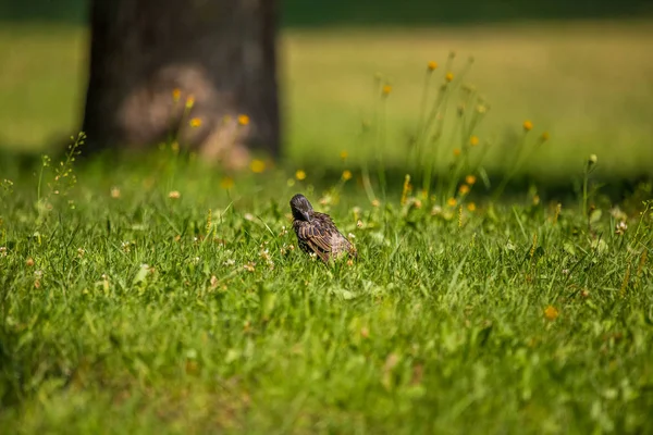 Geçişten önce çim besleme güzel adurl ortak starling. Sturnus vulgaris. Yetişkin kuş Parkı Letonya, Kuzey Avrupa'nda. Sığ derinlik-in tarla.