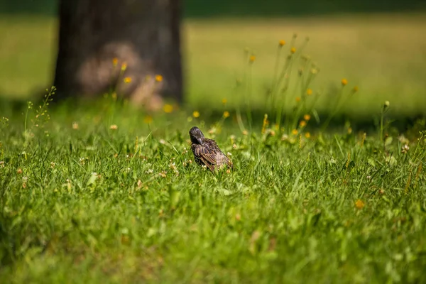 Красиві Adurl Шпак Годування Траві Перед Міграцією Шпак Звичайний Дорослий — стокове фото