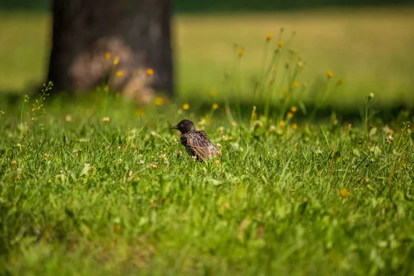 Hermoso Adurl Estornino Común Alimentándose Hierba Antes Migración Sturnus Vulgaris — Foto de Stock