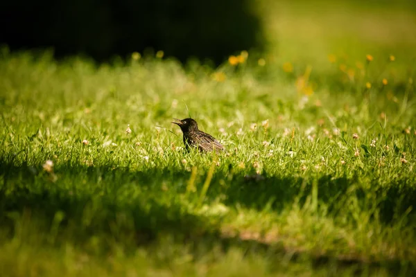 Geçişten önce çim besleme güzel adurl ortak starling. Sturnus vulgaris. Yetişkin kuş Parkı Letonya, Kuzey Avrupa'nda. Sığ derinlik-in tarla.
