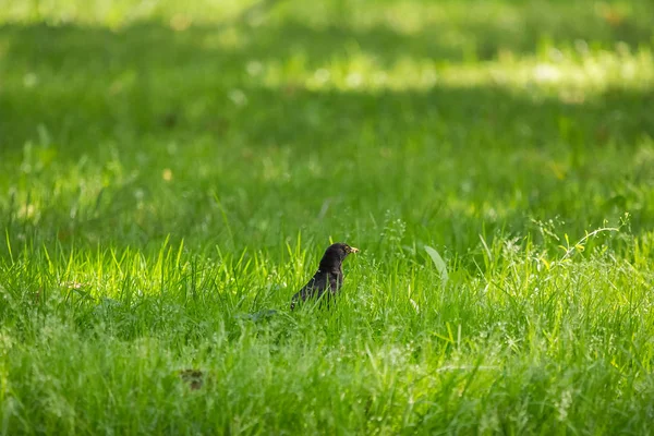 Geçişten önce parkta çim besleme bir güzel ortak kara kuş. Turdus merula. Yetişkin kuş Parkı Letonya, Kuzey Avrupa.