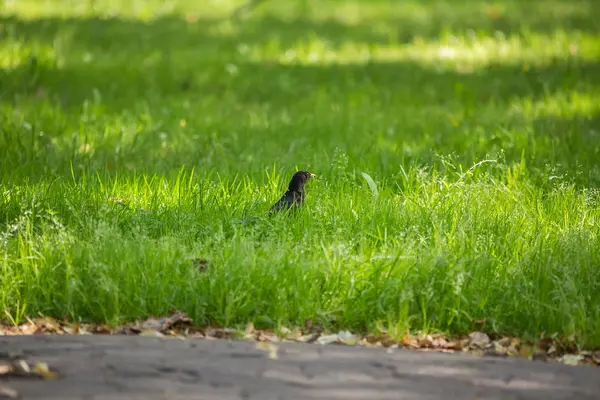 Geçişten önce parkta çim besleme bir güzel ortak kara kuş. Turdus merula. Yetişkin kuş Parkı Letonya, Kuzey Avrupa.