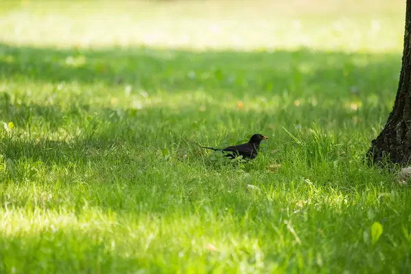Geçişten önce parkta çim besleme bir güzel ortak kara kuş. Turdus merula. Yetişkin kuş Parkı Letonya, Kuzey Avrupa.