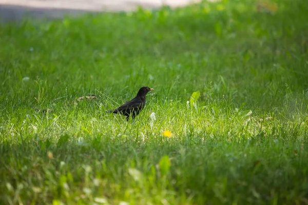 Geçişten önce parkta çim besleme bir güzel ortak kara kuş. Turdus merula. Yetişkin kuş Parkı Letonya, Kuzey Avrupa.