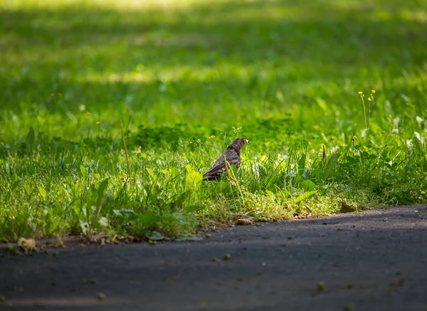 Geçişten önce parkta çim besleme bir güzel ortak kara kuş. Turdus merula. Yetişkin kuş Parkı Letonya, Kuzey Avrupa.