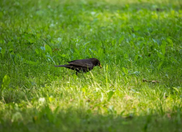 Belo Melro Comum Alimentando Grama Parque Antes Migração Turdus Merula — Fotografia de Stock