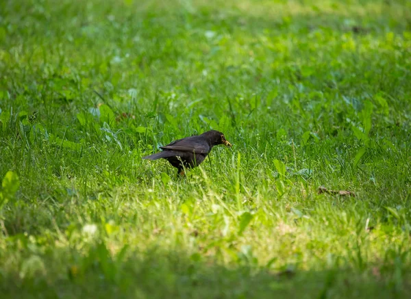 Belo Melro Comum Alimentando Grama Parque Antes Migração Turdus Merula — Fotografia de Stock