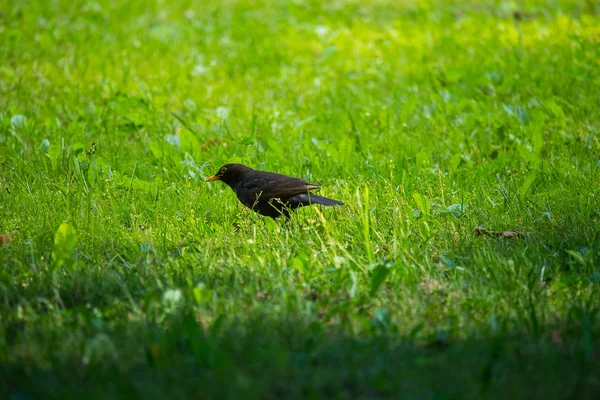 Geçişten önce parkta çim besleme bir güzel ortak kara kuş. Turdus merula. Yetişkin kuş Parkı Letonya, Kuzey Avrupa.