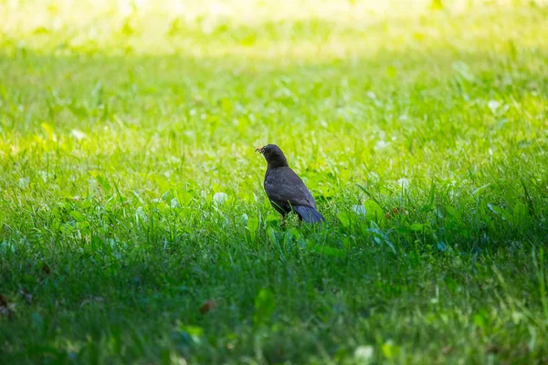 Geçişten önce parkta çim besleme bir güzel ortak kara kuş. Turdus merula. Yetişkin kuş Parkı Letonya, Kuzey Avrupa.