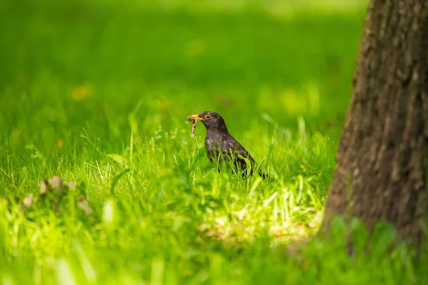 Geçişten Önce Parkta Çim Besleme Bir Güzel Ortak Kara Kuş — Stok fotoğraf