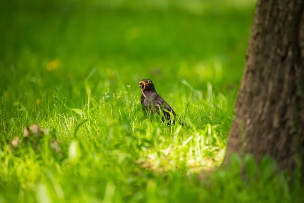 Hermoso Mirlo Común Alimentándose Hierba Parque Antes Migración Turdus Merula —  Fotos de Stock