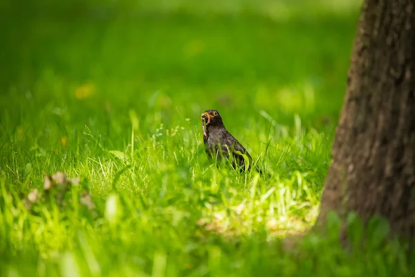 Een Mooie Merel Voederen Het Gras Park Voor Overstap Turdus — Stockfoto