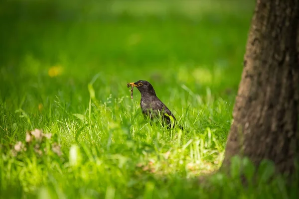 Kos Zwyczajny Piękne Karmienia Trawie Parku Przed Migracją Turdus Merula — Zdjęcie stockowe