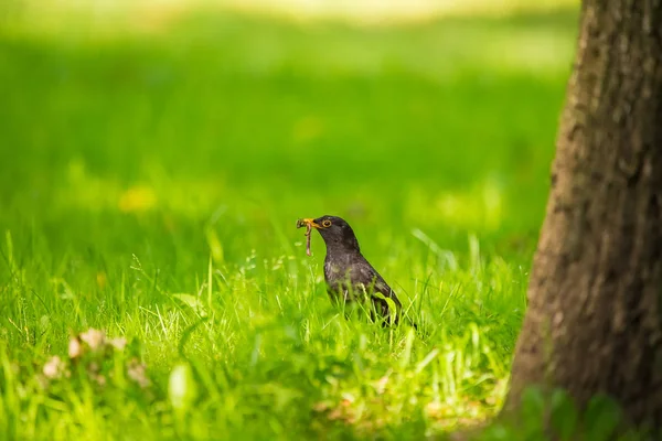 Geçişten önce parkta çim besleme bir güzel ortak kara kuş. Turdus merula. Yetişkin kuş Parkı Letonya, Kuzey Avrupa.