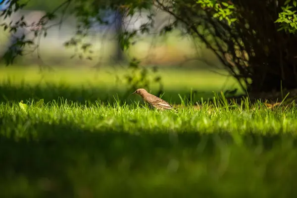 Een Mooie Bruine Gemeenschappelijk Spreeuw Vrouw Voederen Het Gras Voor — Stockfoto