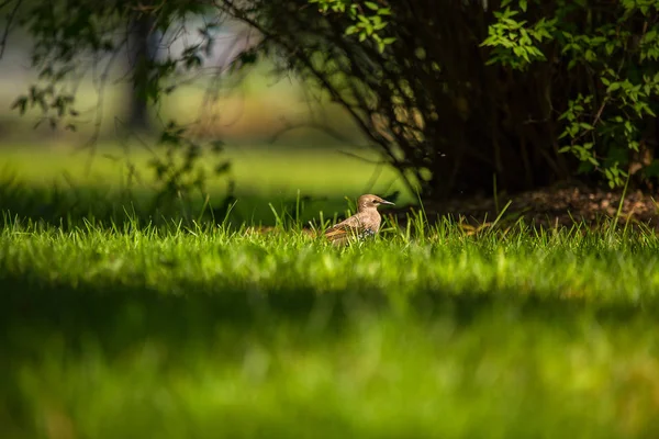 Geçişten önce çim besleme bir güzel, kahverengi ortak starling erkek. Letonya, Kuzey Avrupa parkında Yetişkin kuş.