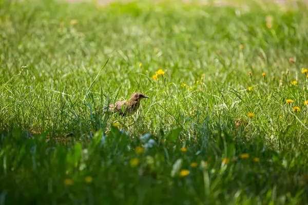 Geçişten önce çim besleme bir güzel, kahverengi ortak starling erkek. Letonya, Kuzey Avrupa parkında Yetişkin kuş.