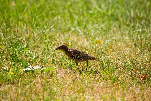 Geçişten önce çim besleme bir güzel, kahverengi ortak starling erkek. Letonya, Kuzey Avrupa parkında Yetişkin kuş.