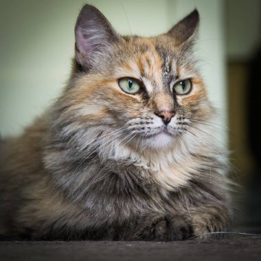Katta oturan bir güzel renkli yetişkin kedi. Parlak gözler. Sığ derinlik-in tarla.