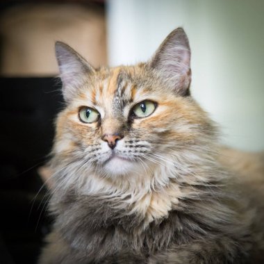 Katta oturan bir güzel renkli yetişkin kedi. Parlak gözler. Sığ derinlik-in tarla.