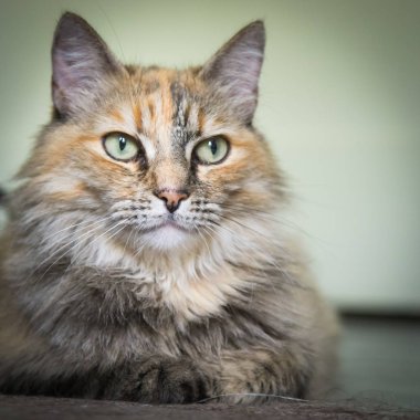 Katta oturan bir güzel renkli yetişkin kedi. Parlak gözler. Sığ derinlik-in tarla.