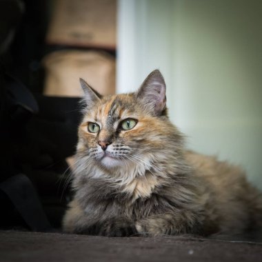 Katta oturan bir güzel renkli yetişkin kedi. Parlak gözler. Sığ derinlik-in tarla.