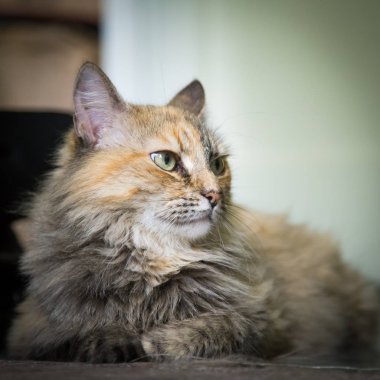 Katta oturan bir güzel renkli yetişkin kedi. Parlak gözler. Sığ derinlik-in tarla.