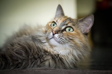 Katta oturan bir güzel renkli yetişkin kedi. Parlak gözler. Sığ derinlik-in tarla.