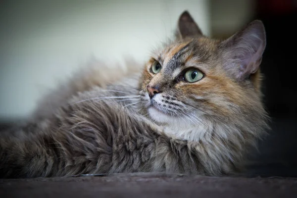 Belo Gato Adulto Multicolorido Descansando Chão Olhos Brilhantes Profundidade Campo — Fotografia de Stock