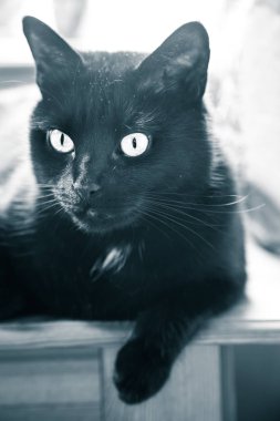 Kapalı yaşayan güzel siyah bir kedi. Yetişkin kedi portre. Kontrastlı Monokrom bak.