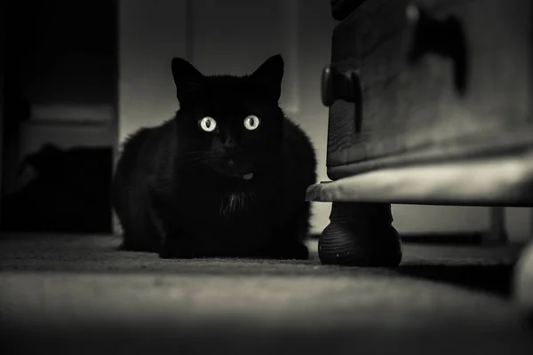 Beautiful Black Cat Living Indoors Adult Feline Portrait Contrasty Monochrome — Stock Photo, Image