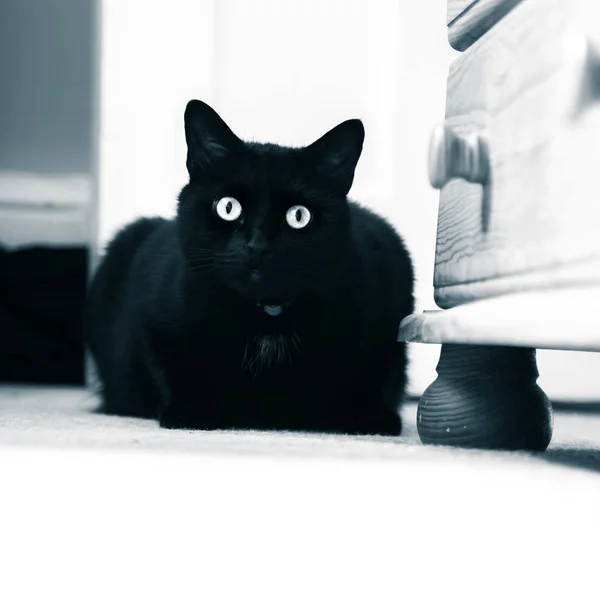Hermoso Gato Negro Viviendo Interior Retrato Felino Adulto Contrasty Mirada — Foto de Stock