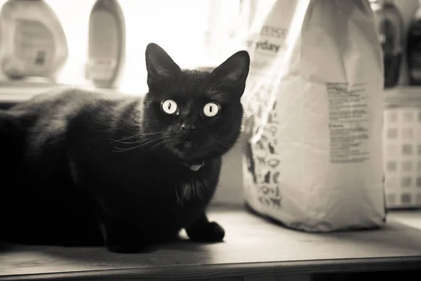 Hermoso Gato Negro Viviendo Interior Retrato Felino Adulto Contrasty Mirada — Foto de Stock